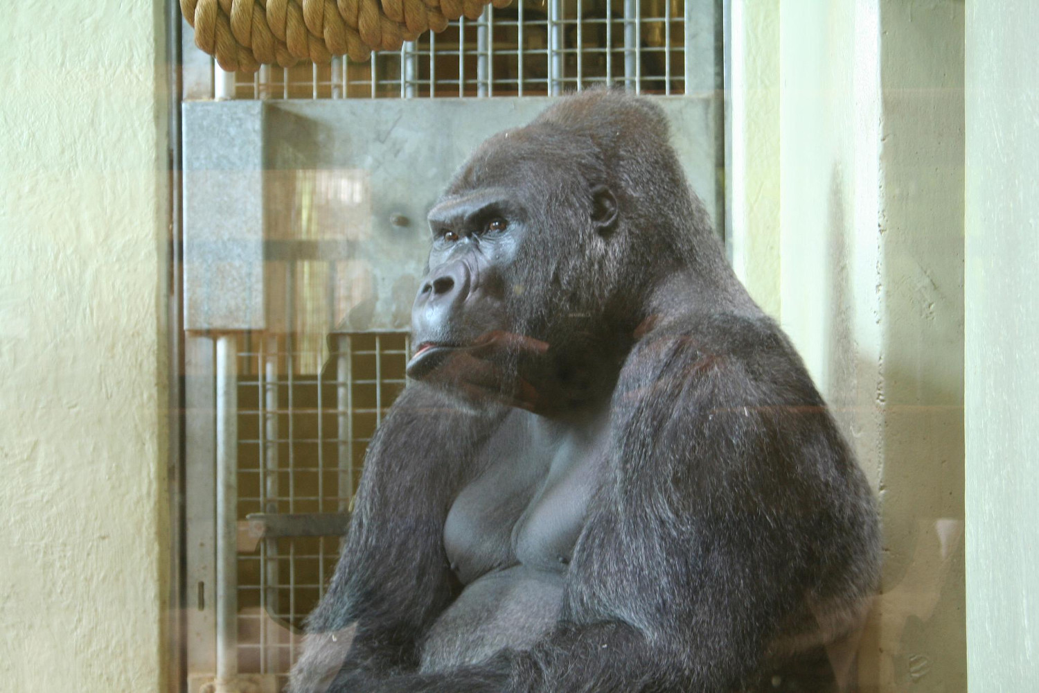 Alcohol, Animals and Acrobatics Bristol Zoo's Controversial 'Big Night