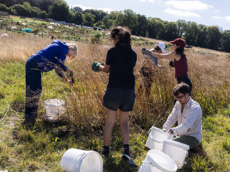 A group of five people working together in a field during a harvest. It's a sunny day and there is a row of trees behind them